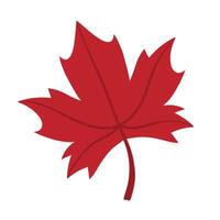 Illustration of autumn maple leaf is isolated on the white background vector