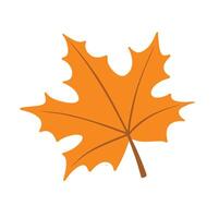 Illustration of autumn maple leaf is isolated on the white background vector