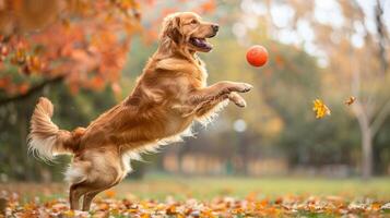 Playful golden retriever dog jumping to catch a ball in autumn park. Concept of happy dog, active pet, outdoor play, joyful autumn scenery photo