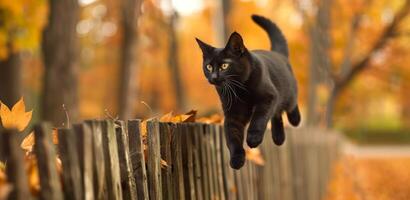 Black cat mid-leap over a rustic wooden fence in autumn. Concept of feline agility, seasonal landscape, nature, and animal movement photo