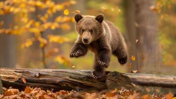 Young Brown Bear Cub Leaping Over Log in Autumn Forest. Concept of wildlife, nature, animal behavior, seasonal changes photo