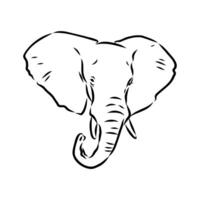 African elephant sketch vector