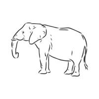 African elephant sketch vector