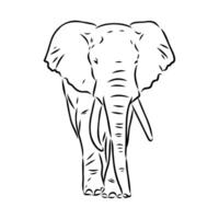 African elephant sketch vector