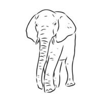 African elephant sketch vector
