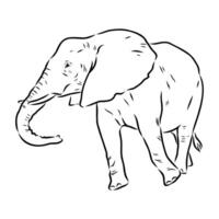 African elephant sketch vector