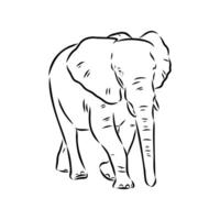 African elephant sketch vector