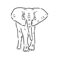 African elephant sketch vector