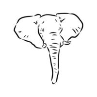 African elephant sketch vector