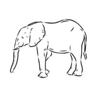 African elephant sketch vector