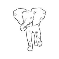 African elephant sketch vector