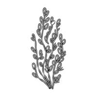 cartoon algae sketch vector