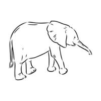 African elephant sketch vector