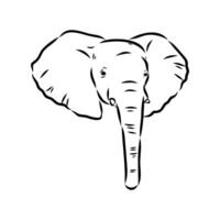 African elephant sketch vector