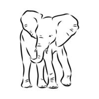 African elephant sketch vector