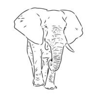 African elephant sketch vector