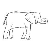 African elephant sketch vector