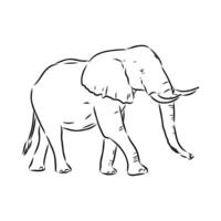 African elephant sketch vector