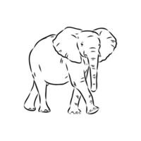 African elephant sketch vector