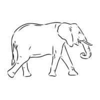 African elephant sketch vector