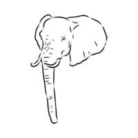 African elephant sketch vector