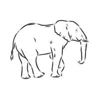 African elephant sketch vector
