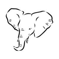African elephant sketch vector