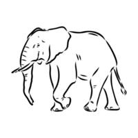 African elephant sketch vector