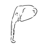 African elephant sketch vector