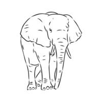African elephant sketch vector