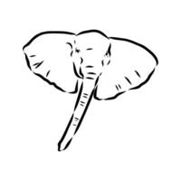 African elephant sketch vector
