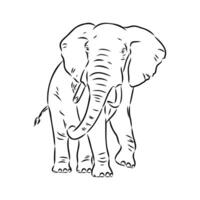 African elephant sketch vector