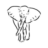 African elephant sketch vector