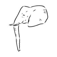 African elephant sketch vector