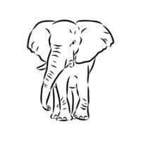 African elephant sketch vector