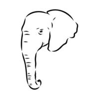African elephant sketch vector