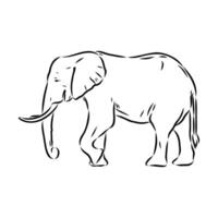 African elephant sketch vector