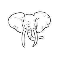 African elephant sketch vector