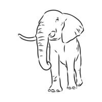 African elephant sketch vector