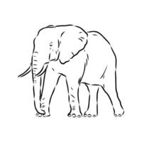 African elephant sketch vector