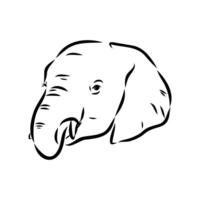 African elephant sketch vector
