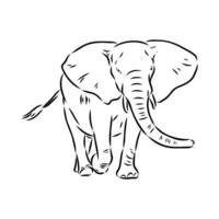 African elephant sketch vector