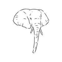 African elephant sketch vector