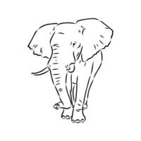 African elephant sketch vector