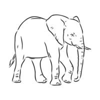 African elephant sketch vector
