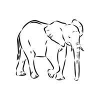 African elephant sketch vector