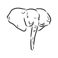 African elephant sketch vector
