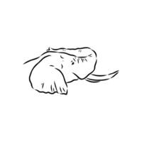 African elephant sketch vector
