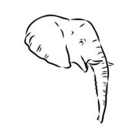 African elephant sketch vector
