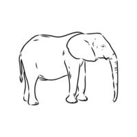 African elephant sketch vector